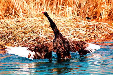 高速2D像素肉鸽《Ninja or Die》现已登陆Steam